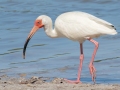 White Ibis - Marco Island--Tiger Tail Beach - Collier County, April 25, 2022
