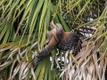 Red-shouldered Hawk (series to add) - Raiding NOMO nest) - The Celery Fields - Sarasota County, April 20, 2022
