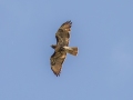 Red-tailed Hawk (abieticola - rare) - Eastern Ranchlands North Trailhead - Sarasota County, April 22, 2022