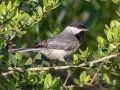 Carolina Chickadee - St Marks NWR - Panacea Unit Bottoms Rd - Wakulla County, April 15, 2022