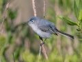 Blue-gray Gnatcatcher - St Marks NWR - Panacea Unit Bottoms Rd - Wakulla County, April 15, 2022