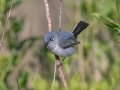 Blue-gray Gnatcatcher - St Marks NWR - Panacea Unit Bottoms Rd - Wakulla County, April 15, 2022
