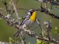 Yellow-throated Warbler - St Marks NWR - Panacea Unit Bottoms Rd - Wakulla County, April 15, 2022