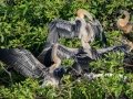 Anhinga - Venice Rookery - Sarasota County, April 23, 2022