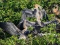 Anhinga - Venice Rookery - Sarasota County, April 23, 2022