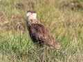 Crested Caracara - Oil Well Park, Collier County, April 28, 2022