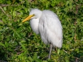 Great Egret - Venice Rookery - Sarasota County, April 23, 2022