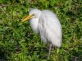 Great Egret - Venice Rookery - Sarasota County, April 23, 2022