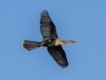 Anhinga - Venice Rookery - Sarasota County, April 23, 2022