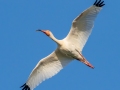White Ibis- Venice Rookery - Sarasota County, April 23, 2022