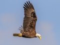 Bald Eagle - Three Lakes WMA - Sunset Ranch Trail - Osceola, April 19, 2022