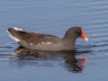 Common Gallinule -  St Marks NWR - Mounds Pool No 1 - Wakulla County, April 15, 2022