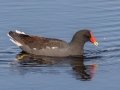 Common Gallinule -  St Marks NWR - Mounds Pool No 1 - Wakulla County, April 15, 2022