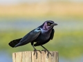 Boat-tailed Grackle - Joe Overstreet Rd and Landing - Osceola County, April 19, 2022