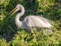 Great Egret - Venice Rookery - Sarasota County, April 23, 2022