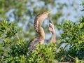 Anhinga - Venice Rookery - Sarasota County, April 23, 2022