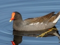 Common Gallinule -  St Marks NWR - Mounds Pool No 1 - Wakulla County, April 15, 2022