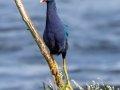 Purple Gallinule - Joe Overstreet Rd and Landing - Osceola County, April 19, 2022