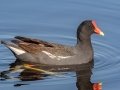Common Gallinule -  St Marks NWR - Mounds Pool No 1 - Wakulla County, April 15, 2022