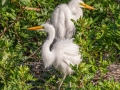Great Egrets - Venice Rookery - Sarasota County, April 23, 2022