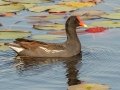 Common Gallinule -  St Marks NWR - Mounds Pool No 1 - Wakulla County, April 15, 2022