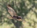 Short-tailed Hawk - The Celery Fields - Sarasota County, April 20, 2022