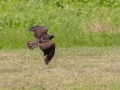Short-tailed Hawk - The Celery Fields - Sarasota County, April 20, 2022