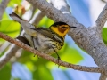 Cape May Warbler - Naples Botanical Garden - Collier County, April 25, 2022