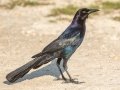 Boat-tailed Grackle -  St Marks NWR - Mounds Pool No 1 - Wakulla County, April 15, 2022