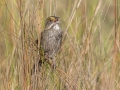 Seaside Sparrow - St Marks NWR - Panacea Unit Bottoms Rd - Wakulla County, April 15, 2022