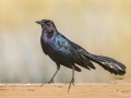 Boat-tailed Grackle -  St Marks NWR - Mounds Pool No 1 - Wakulla County, April 15, 2022
