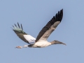 Wood Stork - 8275 Maisy Drive - Immokalee - Collier County, April 28, 2022