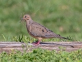 Mourning Dove - Joe Overstreet Rd and Landing - Osceola County, April 19, 2022