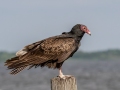 Turkey Vulture - Joe Overstreet Rd and Landing - Osceola County, April 19, 2022
