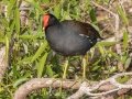 Common Gallinule- Venice Rookery - Sarasota County, April 23, 2022