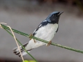 Black-throated Blue Warbler - Naples Botanical Garden - Collier County, April 25, 2022