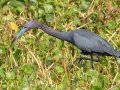 Little Blue Heron - Brownie Wise Park - Osceola County, April 19, 2022