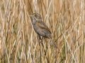 Seaside Sparrow - St Marks NWR - Panacea Unit Bottoms Rd - Wakulla County, April 15, 2022