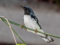 Black-throated Blue Warbler - Naples Botanical Garden - Collier County, April 25, 2022