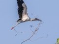 Wood Stork - 8275 Maisy Drive - Immokalee - Collier County, April 28, 2022