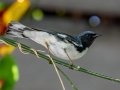 Black-throated Blue Warbler - Naples Botanical Garden - Collier County, April 25, 2022