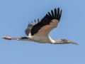 Wood Stork - 8275 Maisy Drive - Immokalee - Collier County, April 28, 2022