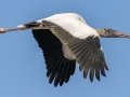 Wood Stork - 8275 Maisy Drive - Immokalee - Collier County, April 28, 2022