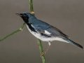 Black-throated Blue Warbler - Naples Botanical Garden - Collier County, April 25, 2022