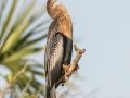 Anhinga -St Marks NWR - Headquarters Pond - Wakulla County, April 15, 2022