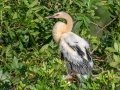 Anhinga - Venice Rookery - Sarasota County, April 23, 2022