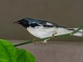 Black-throated Blue Warbler - Naples Botanical Garden - Collier County, April 25, 2022