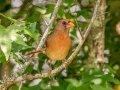 Northern Cardinal - Paynes Prairie SP - La Chua Trail - Alachua County, April 17, 2022