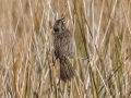 Seaside Sparrow - St Marks NWR - Panacea Unit Bottoms Rd - Wakulla County, April 15, 2022