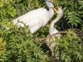 Great Egrets - Venice Rookery - Sarasota County, April 23, 2022
